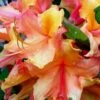 Tallulah Sunrise Native Azalea (Rhododendron) - 3 Gallon Pot -Best Plant Shop Native Azalea Tallulah Sunrise 20
