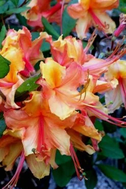 Tallulah Sunrise Native Azalea (Rhododendron) - 1 Gallon Pot -Best Plant Shop Native Azalea Tallulah Sunrise 21