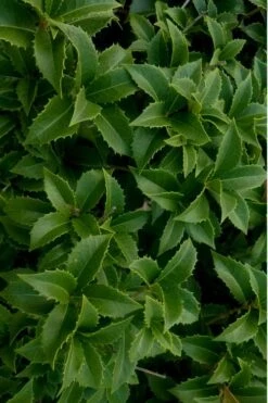 Wheeler's Cold Hardy Fragrant Tea Olive (Osmanthus) - 3 Gallon Pot -Best Plant Shop Osmanthus Carl Wheeler 15