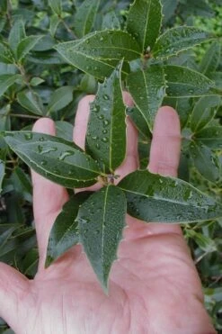 Wheeler's Cold Hardy Fragrant Tea Olive (Osmanthus) - 3 Gallon Pot -Best Plant Shop Osmanthus Carl Wheeler 6
