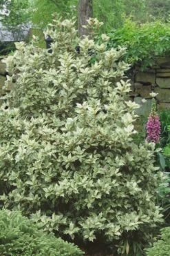 Goshiki Osmanthus (Variegated False Holly) - 7 Gallon Pot 11 Goshiki Osmanthus (Variegated False Holly) - 7 Gallon Pot -Best Plant Shop Osmanthus Goshiki 20