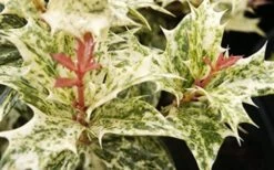 Goshiki Osmanthus (Variegated False Holly) - 7 Gallon Pot 13 Goshiki Osmanthus (Variegated False Holly) - 7 Gallon Pot -Best Plant Shop Osmanthus Goshiki Foliage Closeup 2
