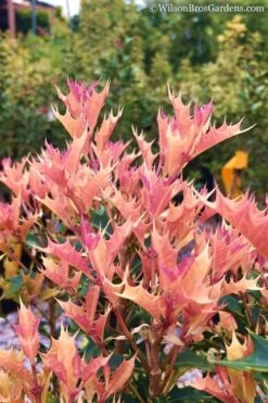 Party Lights Pink Flush Tea Olive - Osmanthus Heterophyllus - 5 Gallon Pot 11 Party Lights Pink Flush Tea Olive - Osmanthus Heterophyllus - 5 Gallon Pot -Best Plant Shop Osmanthus Party Lights 11