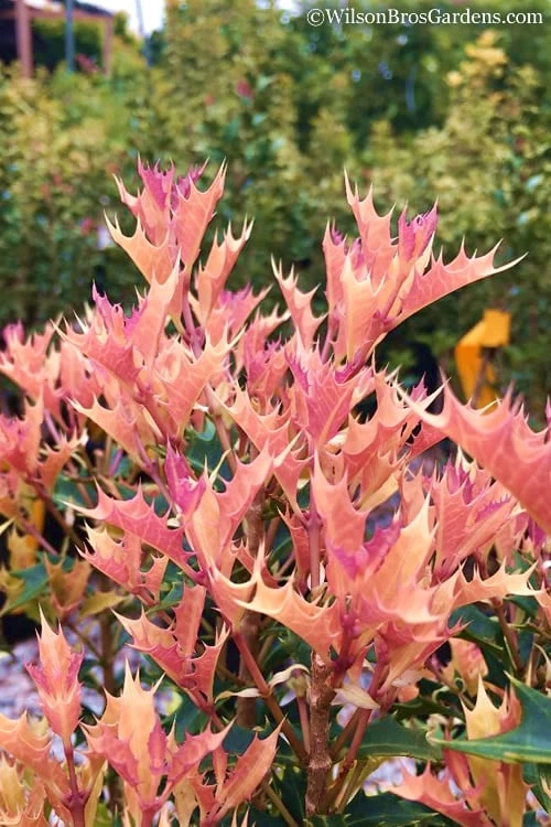 Party Lights Pink Flush Tea Olive - Osmanthus Heterophyllus - 5 Gallon Pot 7 Party Lights Pink Flush Tea Olive - Osmanthus Heterophyllus - 5 Gallon Pot - Image 5