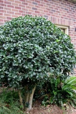 San Jose Fortune's Tea Olive Osmanthus - 3 Gallon Pot -Best Plant Shop Osmanthus San Jose Tea Olive 2