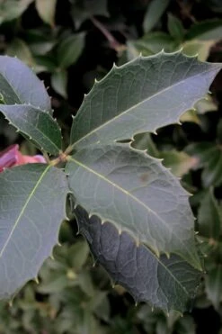 San Jose Fortune's Tea Olive Osmanthus - 3 Gallon Pot -Best Plant Shop Osmanthus San Jose Tea Olive 3