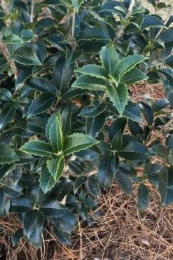 San Jose Fortune's Tea Olive Osmanthus - 3 Gallon Pot -Best Plant Shop Osmanthus San Jose Tea Olive 4