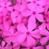 Drummond's Pink Creeping Phlox - 6 Pack Of 1 Gallon Pots -Best Plant Shop Phlox Drummonds Pink 10