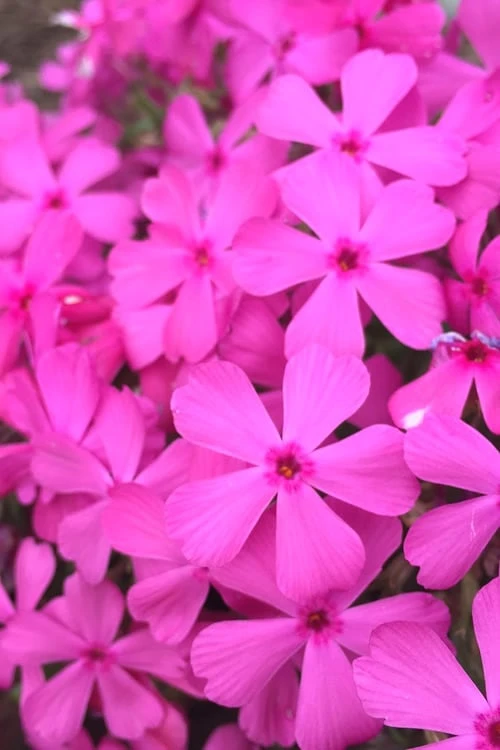 Drummond's Pink Creeping Phlox - 6 Pack Of 1 Gallon Pots 3 Drummond's Pink Creeping Phlox - 6 Pack Of 1 Gallon Pots