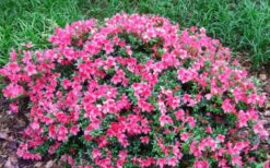 Chinzan Dwarf Azalea - 1 Gallon Pot -Best Plant Shop Picture Azalea Chinzan 2