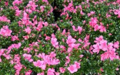 Chinzan Dwarf Azalea - 1 Gallon Pot -Best Plant Shop Picture Azalea Chinzan