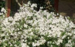 Mrs. G.G. Gerbing White Southern Indica Azalea - 3 Gallon Pot 12 Mrs. G.G. Gerbing White Southern Indica Azalea - 3 Gallon Pot -Best Plant Shop Picture Azlea GG Gerbing 1 1