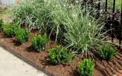 Baby Gem Boxwood - 7 Gallon Pot -Best Plant Shop Picture Boxwood Baby Gem Edger 2