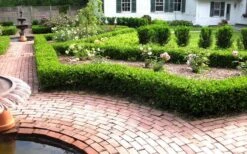 Baby Gem Boxwood - 6 Pack Of 1 Gallon Pots 15 Baby Gem Boxwood - 6 Pack Of 1 Gallon Pots -Best Plant Shop Picture Boxwood Baby Gem Hedges 3