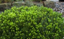 Baby Gem Boxwood - 7 Gallon Pot -Best Plant Shop Picture Boxwood Baby Gem Leaves 2