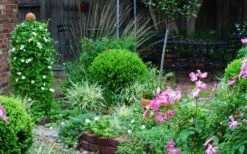 Baby Gem Boxwood - 3 Gallon Pot -Best Plant Shop Picture Boxwood Baby Gem Specimen 1