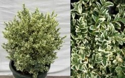 Dwarf Variegated Boxwood - 2 Gallon Pot 12 Dwarf Variegated Boxwood - 2 Gallon Pot -Best Plant Shop Picture Boxwood Dwarf Variegated 2