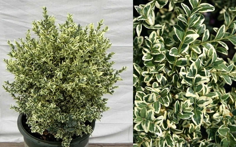 Dwarf Variegated Boxwood - 2 Gallon Pot 7 Dwarf Variegated Boxwood - 2 Gallon Pot - Image 5