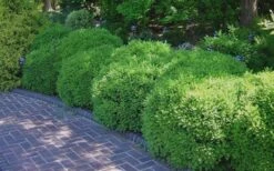 Franklins Gem Dwarf Boxwood - 3 Gallon Pot -Best Plant Shop Picture Boxwood Franklins Gem 2 2