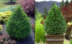 Green Mountain Boxwood - 2 Gallon Pot 15 Green Mountain Boxwood - 2 Gallon Pot -Best Plant Shop Picture Boxwood Green Mountain 2 2
