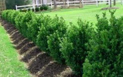 Green Mountain Boxwood - 1 Gallon Pot -Best Plant Shop Picture Boxwood Green Mountain Hedge 4