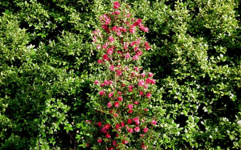 October Magic Rose Camellia - 1 Gallon Pot 7 October Magic Rose Camellia - 1 Gallon Pot - Image 5