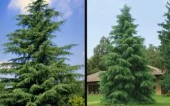 Deodar Cedar Tree - 6 Pack Of 1 Gallon Pots 16 Deodar Cedar Tree - 6 Pack Of 1 Gallon Pots -Best Plant Shop Picture Cedar Deodara 1