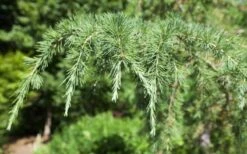 Deodar Cedar Tree - 6 Pack Of 1 Gallon Pots 15 Deodar Cedar Tree - 6 Pack Of 1 Gallon Pots -Best Plant Shop Picture Cedar Deodara 2