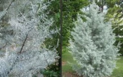 Silver Smoke Arizona Cypress - 6 Pack Of 1 Gallon Pots -Best Plant Shop Picture Cypress Silver Smoke 2