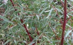 Angus Cold Hardy Eucalyptus Tree (Eucalyptus Nicholii) - 3 Gallon Pot -Best Plant Shop Picture Eucalyptus Tree Anugus Willow Leaf Peppermint 6