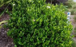 August Beauty Gardenia - 1 Gallon Pot -Best Plant Shop Picture Gardenia August Beauty