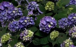 Bloomstruck Endless Summer Hydrangea - 3 Gallon Pot -Best Plant Shop Picture Hydrangea Bloomstruck