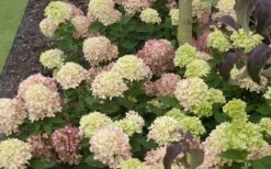Little Lime Hydrangea - 2 Gallon Pot 14 Little Lime Hydrangea - 2 Gallon Pot -Best Plant Shop Picture Hydrangea Little Lime 2 2