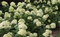 Little Lime Hydrangea - 3 Gallon Pot 13 Little Lime Hydrangea - 3 Gallon Pot -Best Plant Shop Picture Hydrangea Little Lime 3