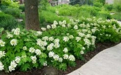 Pee Wee Dwarf Oakleaf Hydrangea - 3 Gallon Pot -Best Plant Shop Picture Hydrangea Oakleaf Pee Wee Border