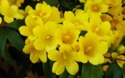 Butterscotch Yellow Jasmine (Jessamine) Gelsemium Sempervirens - 3 Gallon Pot -Best Plant Shop Picture Jasmine Butterscotch 2