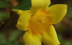 Butterscotch Yellow Jasmine (Jessamine) Gelsemium Sempervirens - 3 Gallon Pot -Best Plant Shop Picture Jasmine Butterscotch 4