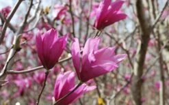 Ann Magnolia Tulip Tree - 3 Gallon Pot -Best Plant Shop Picture Magnolia Ann 1 1