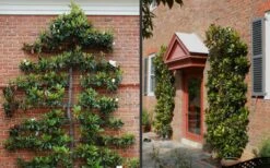 Kay Parris Southern Magnolia - 7 Gallon Pot (3-4') 17 Kay Parris Southern Magnolia - 7 Gallon Pot (3-4') -Best Plant Shop Picture Magnolia Little Gem Espalier 2 1