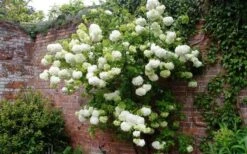 Chinese Snowball Viburnum Bush - 7 Gallon Pot (2-3') -Best Plant Shop Picture Viburnum Chinese Snowball Espalier 1
