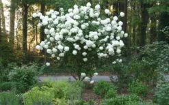 Chinese Snowball Viburnum Bush - 7 Gallon Pot (2-3') -Best Plant Shop Picture Viburnum Chinese Snowball Tree 1 1