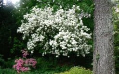 Chinese Snowball Viburnum Bush - 7 Gallon Pot (3-4') -Best Plant Shop Picture Viburnum Chinese Snowball Tree 2 2