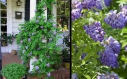 Amethyst Falls Wisteria Vine - 1 Gallon Pot -Best Plant Shop Picture Wisteria Amethyst Falls 2