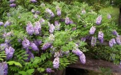 Amethyst Falls Wisteria Vine - 3 Gallon Pot -Best Plant Shop Picture Wisteria Amethyst Falls 5 1