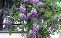 Amethyst Falls Wisteria Vine - 1 Gallon Pot -Best Plant Shop Picture Wisteria Amethyst Falls Vine 1