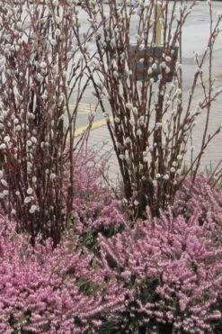 White Flowering Pussy Willow - Salix Caprea - 3 Gallon Pot -Best Plant Shop Pussy Willow White 14