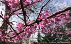 The Rising Sun Redbud Tree - 7 Gallon Pot (3-4') -Best Plant Shop Redbud Rising Sun 31