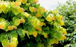 The Rising Sun Redbud Tree - 3 Gallon Pot -Best Plant Shop Redbud Rising Sun 33 1