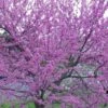 Eastern Redbud - 3 Gallon Pot -Best Plant Shop Redbud Tree Eastern 500x750 1