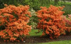 Gibraltar Azalea (Rhododendron) - 3 Gallon Pot 11 Gibraltar Azalea (Rhododendron) - 3 Gallon Pot -Best Plant Shop Rhododendron Gibraltar 1
